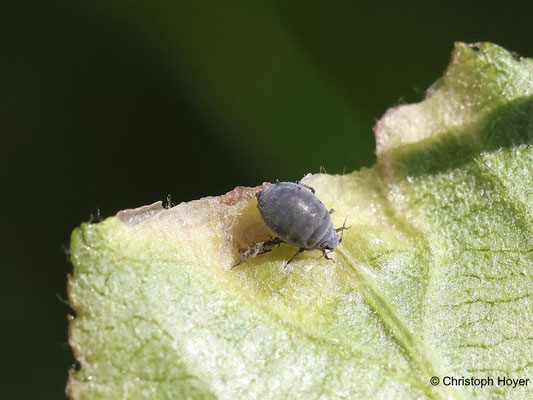 Apfelfaltenlaus (Dysaphis spec.)