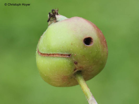 Apfelsägewespe - Schadbild