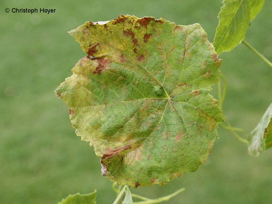 Falscher Mehltau an Wein (Plasmopara viticola) - Blattoberseite
