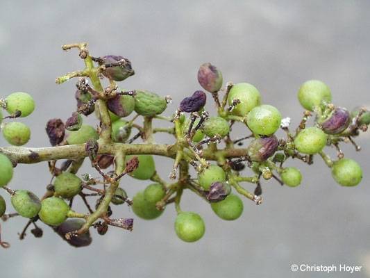 falscher-mehltau-plasmopara-viticola-an-weinreben-vitis-vinifera
