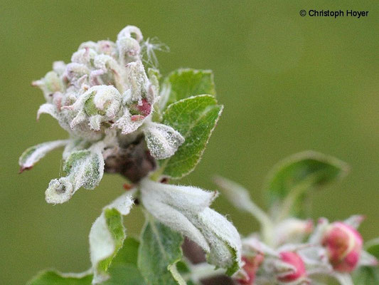 Echter Mehltau an Apfelblüte 