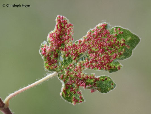 Gallmilben  an Ahorn - Schadbild