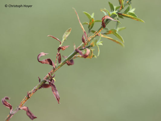 Rost (Coleosporium spec.) an Kissenaster (Aster dumosus syn. Symphyotrichum dumosum)