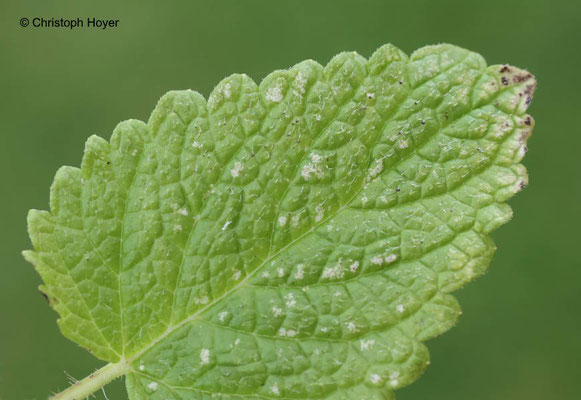 Zwergzikaden (Eupteryx spec.) an Melisse (Melissa officinalis) - Schadbild