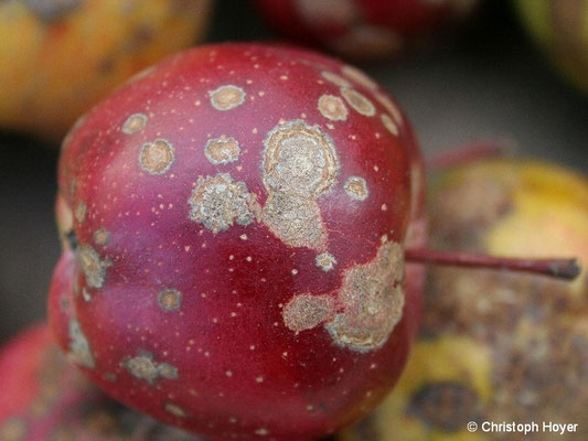 Apfelschorf an Frucht von 'Roter Sternrenette'