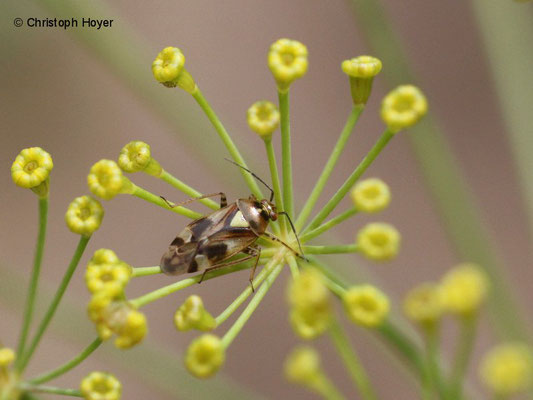 Knollenfenchel - Wiesenwanze