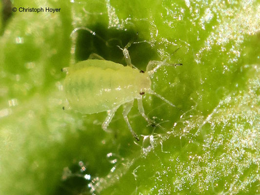 Apfelgraslaus (Rhopalosiphum insertum)