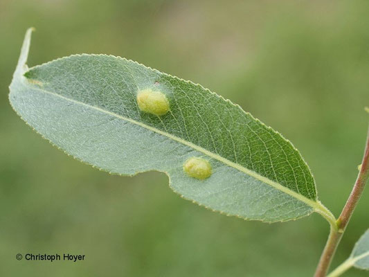 Weidenblattgallwespe (Pontania spec.) - Gallen