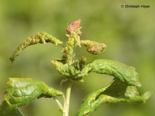 Kleine Pflaumenlaus (Brachycaudus helichrysi)  an Zwetsche - Schadbild