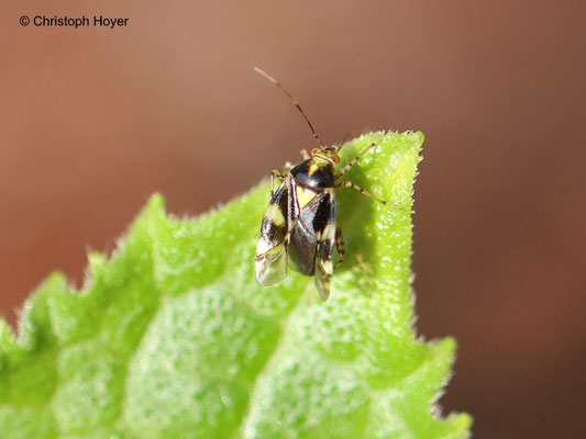 Gurke - Weichwanze (Liocoris tripustulatus)