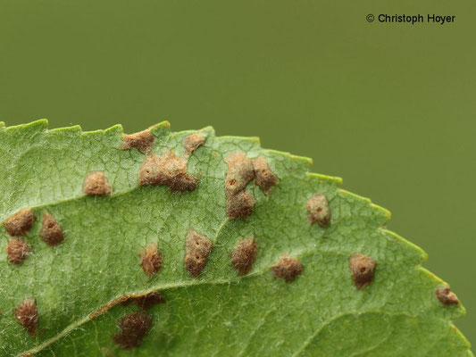 Pockengallmilbe an Apfel (Eriophyes mali Syn. Phytoptus mali) - Schadbild