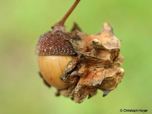 Eiche - Knoppergalle