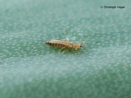 Zwiebelthrips an Lauch