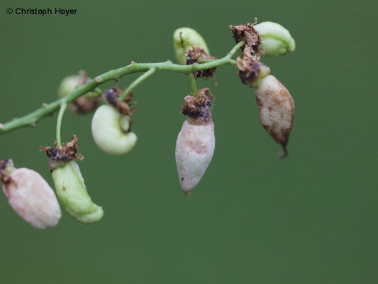 Narren- oder Taschenkrankheit (Taphrina padi) an Traubenkirsche (Prunus padus)