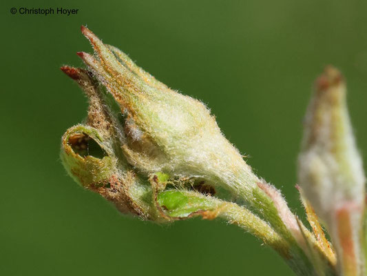 Grauer Knospenwickler (Hedya nubiferana) an Apfel - Schadbild