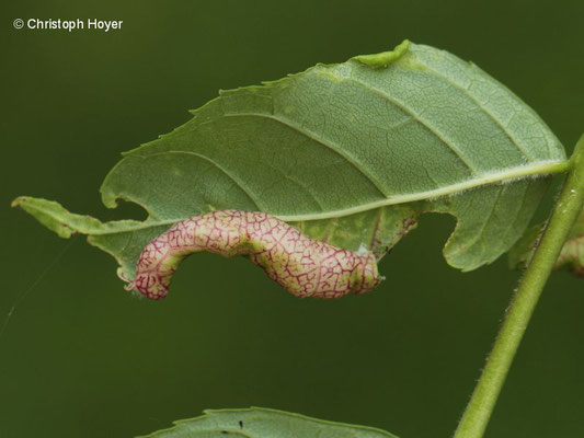 Eschenblattsauger (Psyllopsis fraxini) - Schadbild