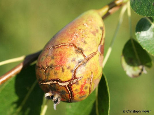 Birnenschorf an Frucht