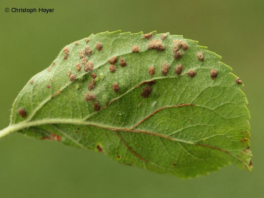 Pockengallmilbe an Apfel (Eriophyes mali Syn. Phytoptus mali) - Schadbild