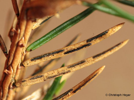 Fichtennadelritzenschorf (Lirula macrospora)