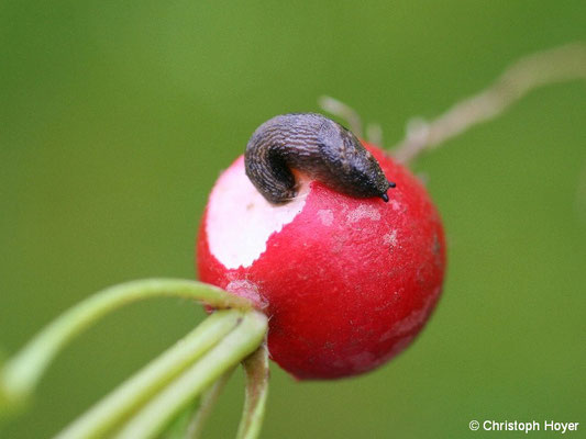 Gartenwegschnecke an Radies