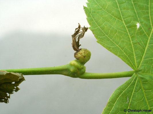 Knospengallmücke (Contarinia tiliarum) an Linde (Tilia spec.) - Schadbild