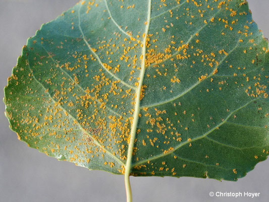 Rost (Melampsora spec.) an Hybridpappel Populus x canadensis