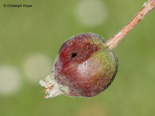 Apfelwickler 1. Generation an Apfel - Schadbild