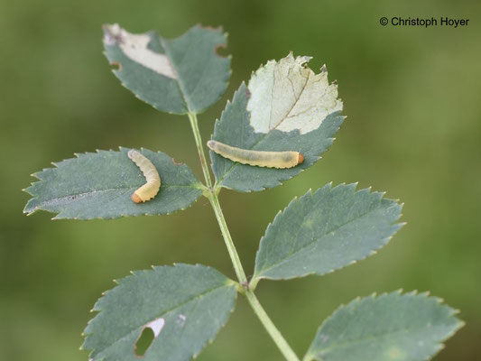 Rosenblattwespe  (Endelomyia aethiops Syn. Caliroa aethiops) - Schadbild und Larve