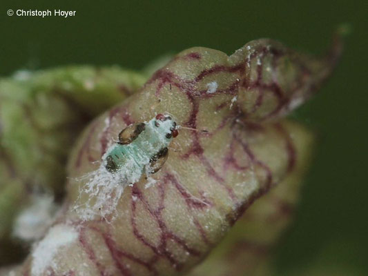 Eschenblattsauger (Psyllopsis fraxini) - Larve