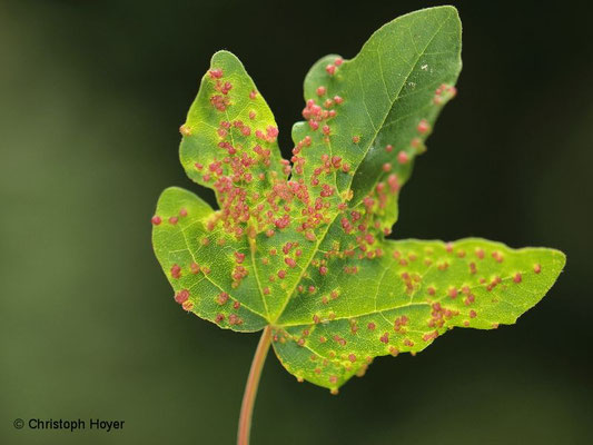 Gallmilben an Ahorn - Schadbild