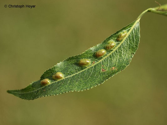 Weidenblattgallwespe (Pontania spec.) - Gallen
