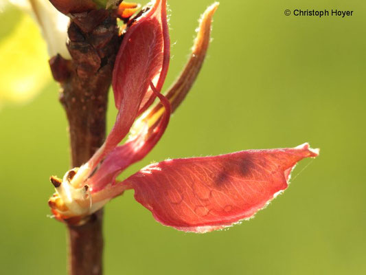 Birnentaschenlaus - Schadbild