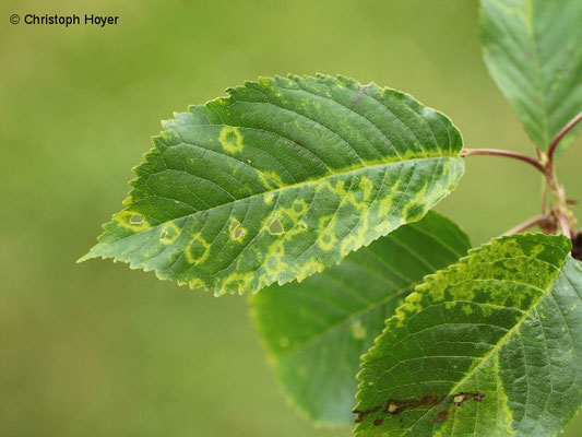 Prunus avium - Virussymptome (Chlorotischen Ringflecken-Virus)