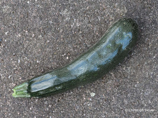 Virus an Zucchini - Fruchtsymptome