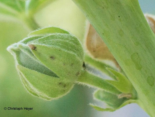 Stockrose (Alcea rosea) Spitzmäuschen (Rhopalapion longirostre) - Schadbild an Blütenknospe