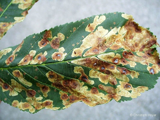 Kastanienminiermotte (Cameraria ohridella) - Schadbild