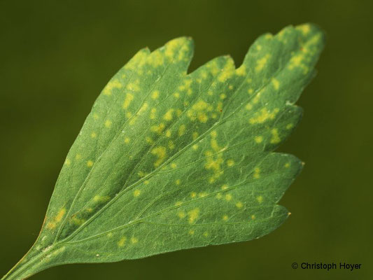 Rost (Puccinia bornmuelleri) an Liebstöckel (Levisticum officinale) 