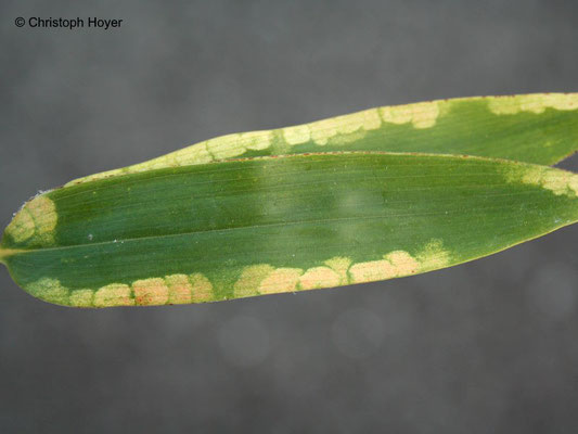 Bambusmilben (Stigmaeopsis spec. Syn. Schizotetranychus ) an Bambusarten (Bambusoidea) - Schadbild