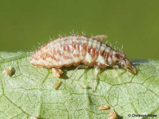 Florfliege (Chrysoperla carnea) - Larve