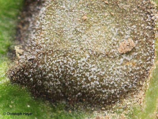 Mangold - Ramularia Sporenrasen