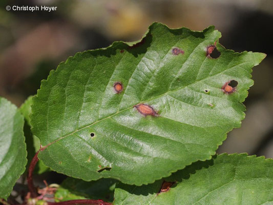 Schrotschusskrankheit (Stigmina carpophila) an Süßkirsche