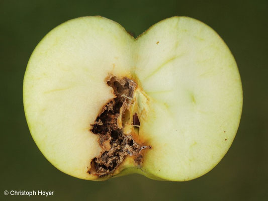 Apfelwickler 2. Generation an Apfel - Schadbild