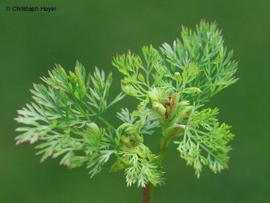 Wiesenwanze an Dill - Schadbild
