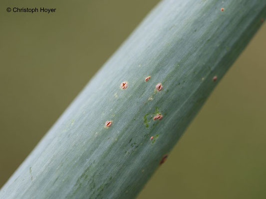 Rostpustenln von Puccinia allii an Lauchzwiebel