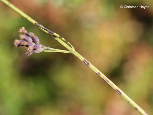 Lavendel - Septoria-Blattflecken