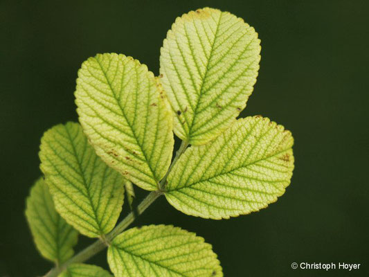 Chlorose an Rosa rugosa