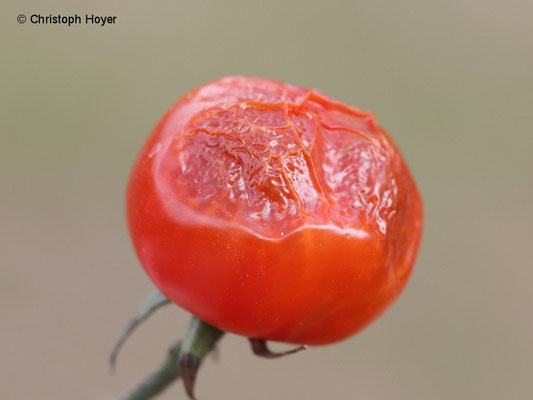Hitzeschaden an Tomatenfrucht