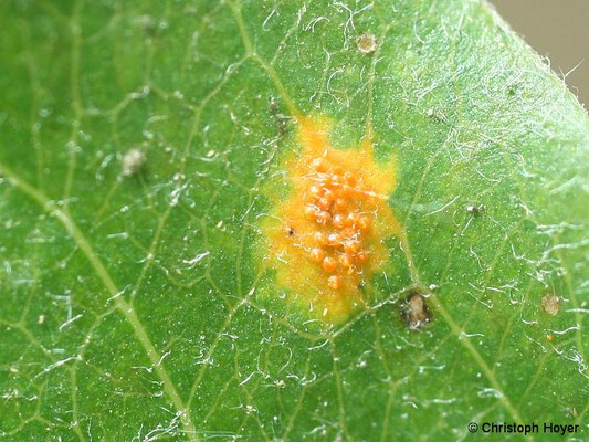Birnengitterrost (Gymnosporangium sabinae) an Birne  - Schadbild Blatt