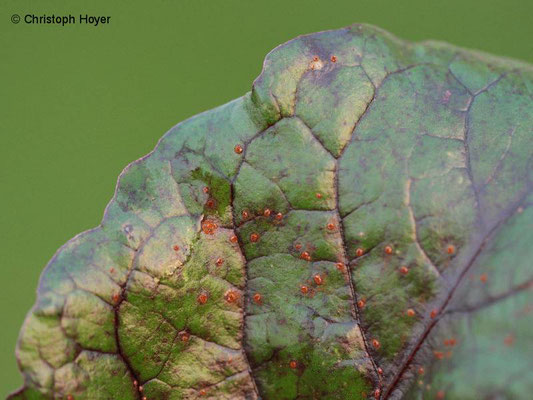 Rübenrost (Uromyces betae) an Roter Bete