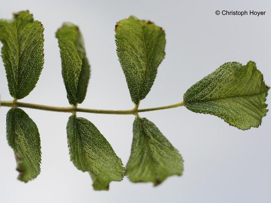 Spritzschaden durch Abdrift von Roundup (Glyphosat)